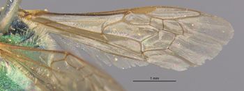 Media type: image;   Entomology 548 Aspect: Wing front